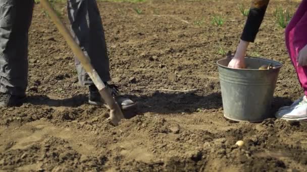 Laag schot van man en kind werken op groente veld en het planten van aardappelen — Stockvideo