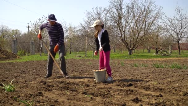 Фермер и его маленькая дочь, работающие в поле посадки картофеля весной — стоковое видео