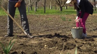 çiftçi ve kızı tarla ve patates ekim üzerinde çalışan düşük atış