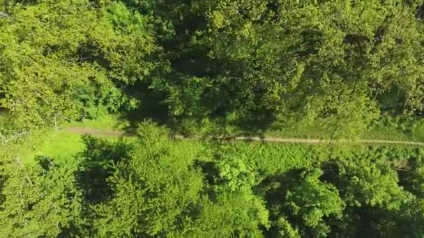 Plano aéreo abajo del deportista corriendo por el sendero en el bosque verde — Vídeos de Stock