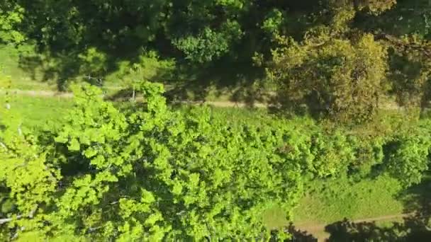 Arriba aérea abajo de los hombres deportivos corriendo carrera de relevos en el bosque de verano — Vídeos de Stock