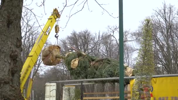 Grue industrielle soulève un sapin avec ses racines enveloppées et des branches attachées — Video