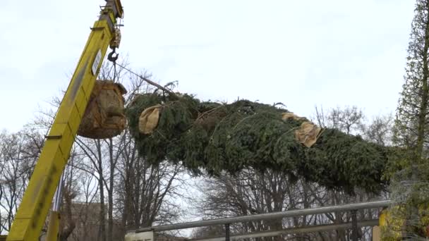 Fir tree with its roots wrapped and branches tied up is lifted by crane — Stock Video