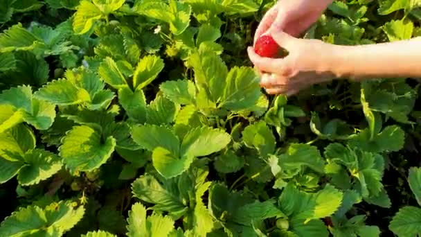 Top down close-up van vrouwelijke handen plukken aardbeien in zonovergoten veld — Stockvideo