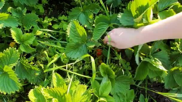 Close-up van de vrouw hand plukken aardbeien in tuin bed — Stockvideo