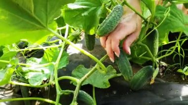 bitkiden fransız manikür pick salatalık ile kadın ellerin closeup