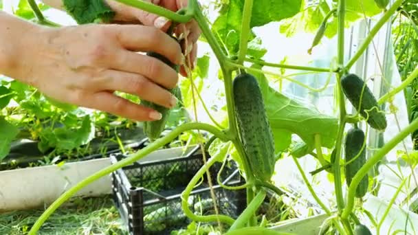 Close-up de mãos femininas cuidadas pegar pepinos da planta e colocá-los em caixa — Vídeo de Stock