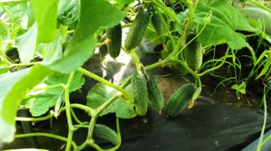 bahçe yatağından taze salatalık hasat closeup kadın manikürlü eller