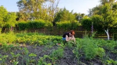 kadın çiftçi onu hunkers oturan arka bahçesinde çilek toplama