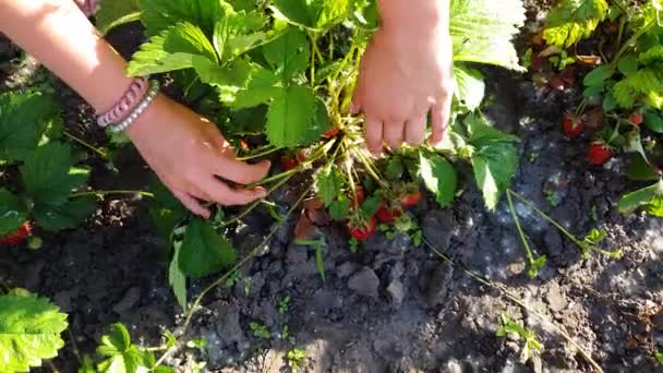 Shora dolů zaostřená teenagerů, které sbíjejí zralé jahody z rostliny — Stock video