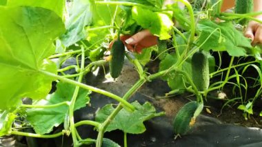 yalıtımlı bahçe yatağından manikür hasat salatalık ile kadın ellerin closeup