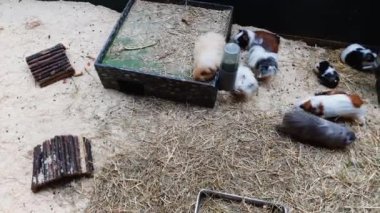 teraryum farklı renkte kobay yukarıdan aşağıya atış
