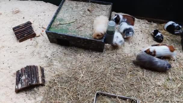 Tiro de cima para baixo de porcos de Guiné de cor diferente em terrário — Vídeo de Stock