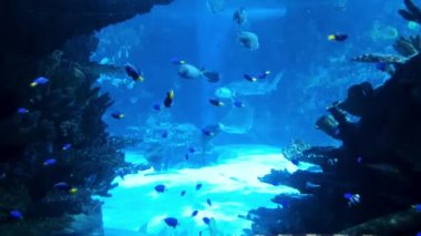 küçük tropikal balık ve büyük köpekbalıkları birlikte büyük akvaryumda yüzmek