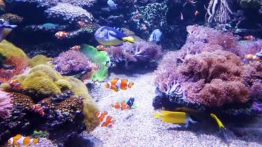 palyaço balık ve diğer egzotik balık arka planda deniz bitkileri ile akvaryumda yüzmek