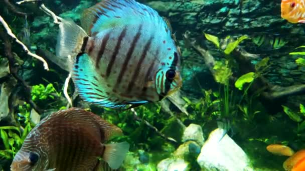 Färgglada exotiska fiskar simma i akvarium med sjögräs på bakgrunden — Stockvideo