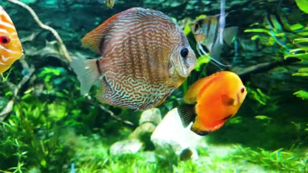 Närbild av färgglada exotiska fiskar i akvarium med sjögräs på bakgrunden — Stockvideo