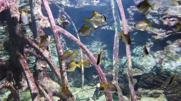 Schwarm kleiner exotischer Fische schwimmt im Aquarium mit hölzernen Zweigen im Hintergrund — Stockvideo