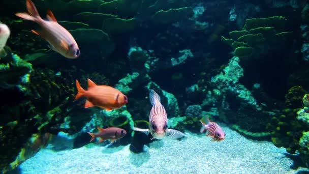 Pequeños peces coloridos de diferentes especies nadan en el acuario — Vídeo de stock