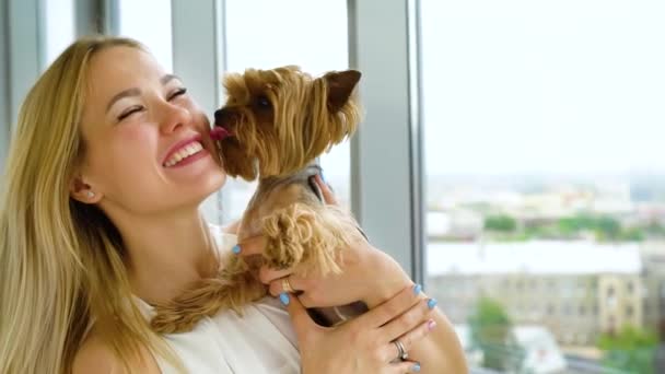 Yorkshire kecil terrier di tangan wanita muda pirang mencium hewan peliharaan yang indah — Stok Video