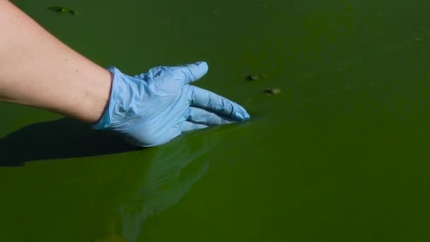 Těsná ruka v rukavičkách se zavlovanou vodou v řece znečištěné zelenými řasy — Stock video