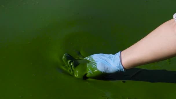 Крупным планом женская рука в перчатках черпает зеленую воду в реке, загрязненной водорослями — стоковое видео