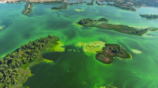 Aerial of wide river with green islands and green algae in water — Stock Video