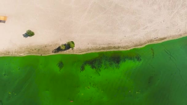 Aerial top down of water heavily polluted with green algae near sandy shore — Stock Video
