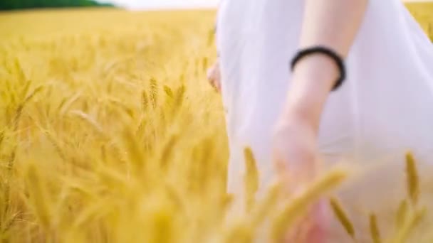 Zaostřená mladé ženy ruce dotek zralé pšenice chůze po hřišti v létě — Stock video