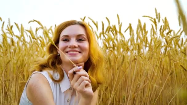 Bonita mujer pelirroja sentada en el campo de trigo y jugando con espiga de trigo — Vídeos de Stock