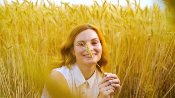 Young romantic red haired woman playing with wheat ear in golden wheat field — Stock Video