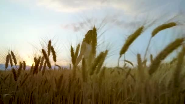 Gün batımında olgun buğday kulakları ile genç romantik kadının düşük açı çekim — Stok video