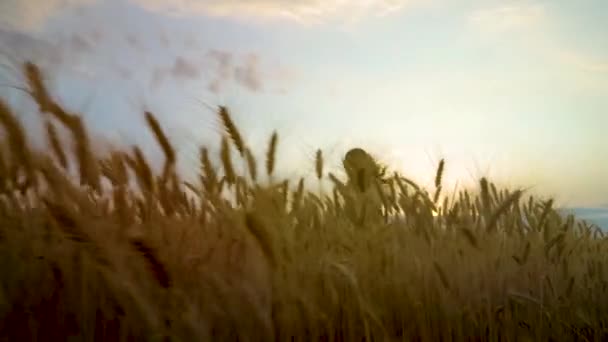 Tiro de ángulo bajo de la joven feliz corriendo en el campo de trigo al atardecer — Vídeo de stock