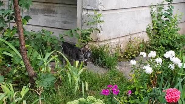 Серый кот поймал голубя и тащит его зубами среди цветов в саду — стоковое видео