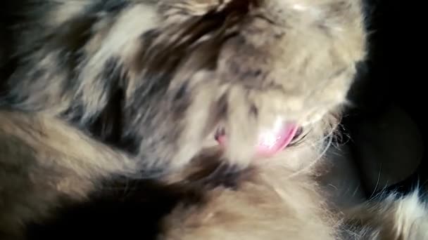 슬로우 모션의 분홍색 혀로 푹신한 머리카락을 핥는 큰 회색 고양이의 클로즈업 — 비디오