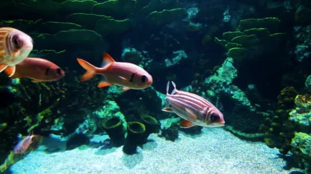 Hayvanat bahçesi dükkanında akvaryum cam arkasında tropikal renkli balık — Stok video
