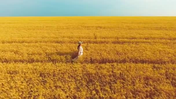Yaz aylarında altın buğday tarlasında yürüyen olgun buğday kulaklarına dokunan kadın anteni — Stok video