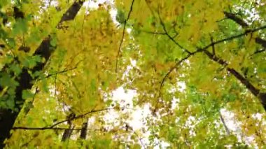 sonbaharda sarı yaprakları ile uzun ağaçlar boyunca düşük açılı kamera hareketi