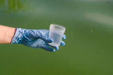 eldiven el yakın çekim suda yeşil yosun örneği almak için konteyner tutar