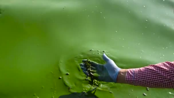 Primer plano de la mano en cucharadas de guante protector agua del río infectada con algas verdes — Vídeos de Stock