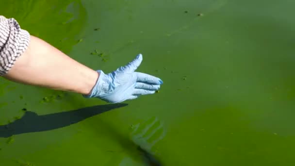 Mano en guante saca agua del río llena de algas verdes y deja que fluya hacia abajo — Vídeos de Stock