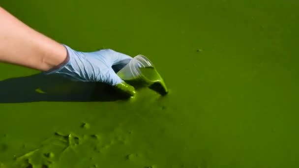 Gros plan de la main prélèvement d'échantillon d'eau de rivière pleine d'algues vertes dans le récipient — Video
