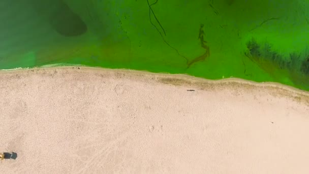 Aerial top down of half sandy beach and half water polluted with green algae — Stock Video