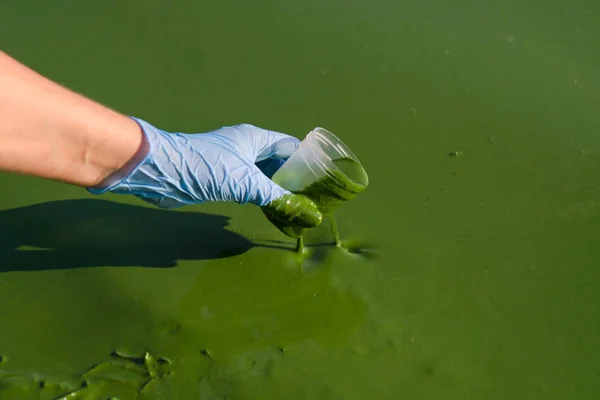 araştırmacı el closeup yeşil yosun ile enfekte su örneği alır