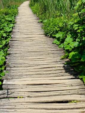 Yanlarında yeşil bitkiler bulunan ahşap kaldırım