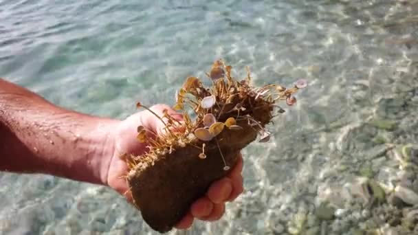 Man holding stone covered with seaweeds — Stock Video
