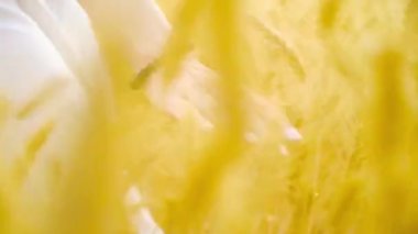 Kızlar el sahada altın buğday kulakları dokunmadan