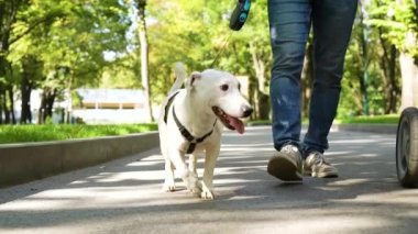 Genç aile yaz parkında köpekle yürüyor