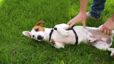 Sevimli köpek Jack Russell Terrier ve sahibi yeşil çim üzerinde oynuyor