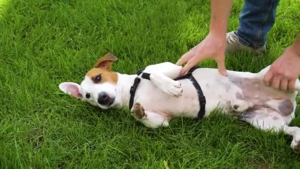 Cute dog Jack Russell Terrier and owner playing on green lawn — Stock Video